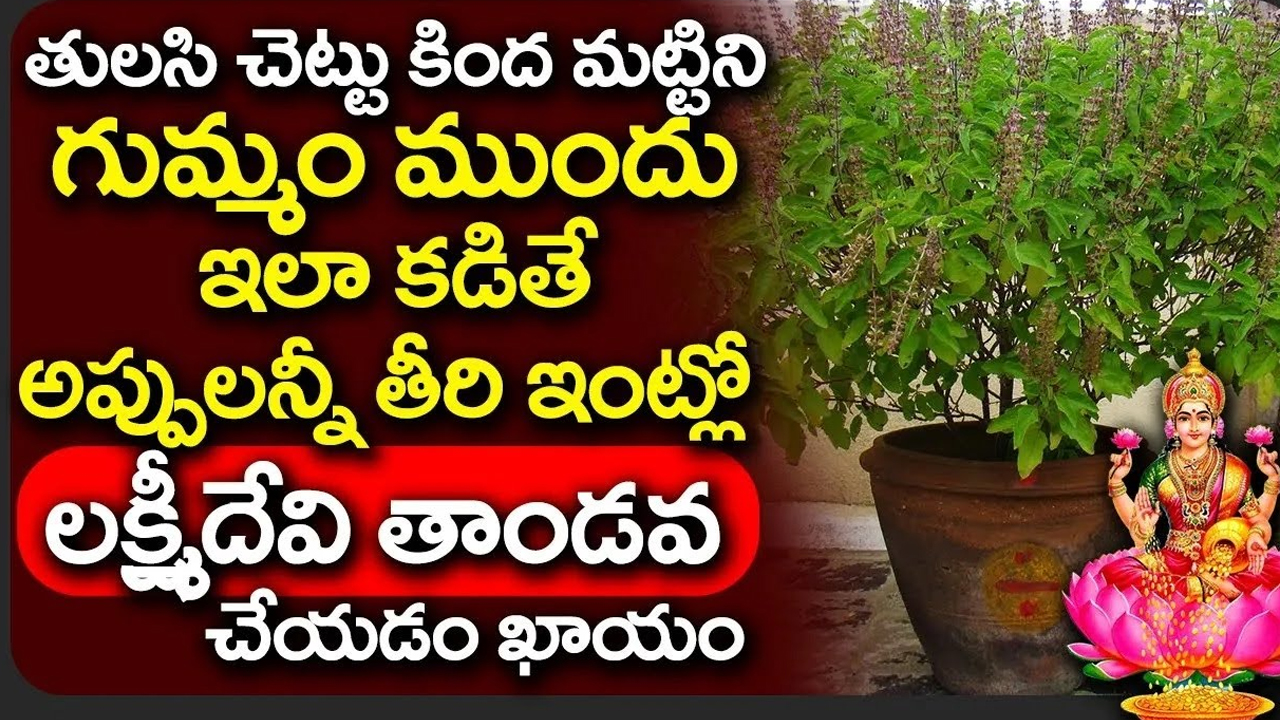 Tulasi Chettu : తులసి చెట్టు మట్టికి ఎంతటి విశిష్టత ఉందో తెలుసా… గుమ్మం ముందు కడితే అష్టైశ్వర్యాలు మీ సొంతం..!