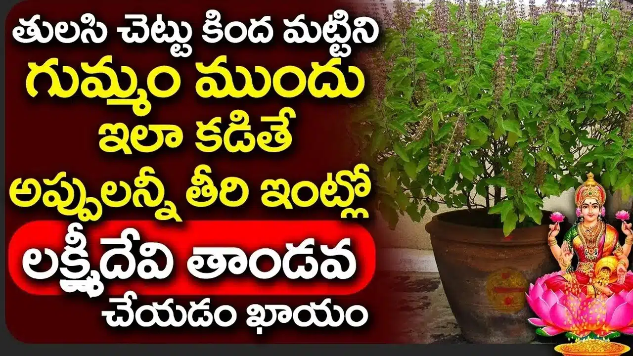 Tulasi Chettu : తులసి చెట్టు మట్టికి ఎంతటి విశిష్టత ఉందో తెలుసా... గుమ్మం ముందు కడితే అష్టైశ్వర్యాలు మీ సొంతం..!