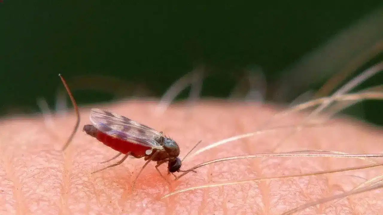 Zika virus : జీకా వైరస్ వచ్చినప్పుడు కనపడే లక్షణాలు ఇవే...