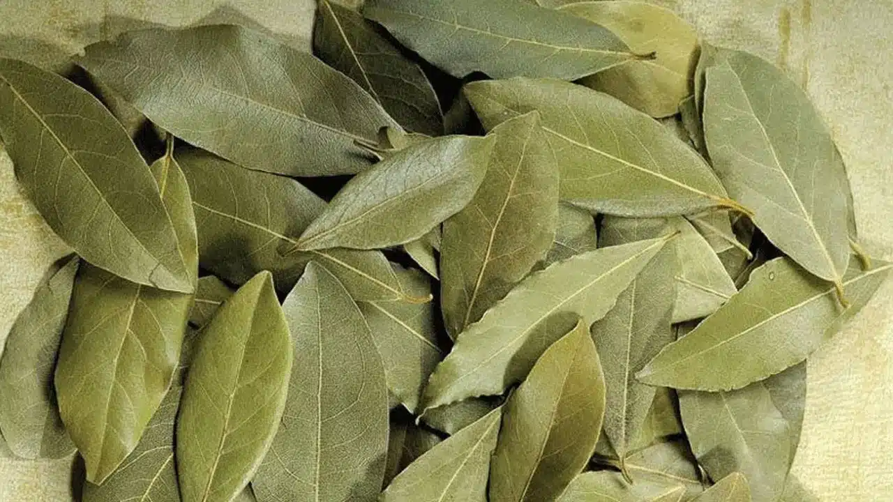 Biryani leaf : బిర్యానీ ఆకులతో కూడా షుగర్ కు చెక్ పెట్టొచ్చు... ఎలాగో తెలుసుకోండి...!