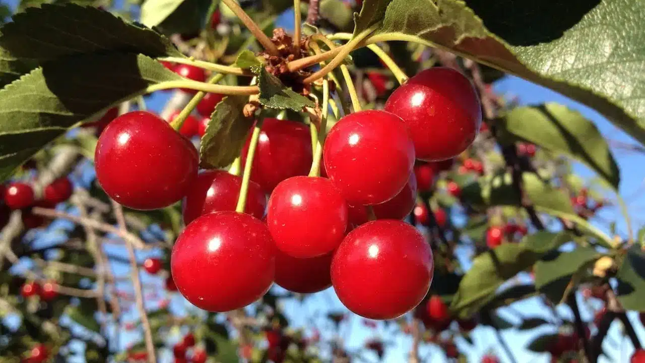 Cherries : చెర్రీ పండ్లను రోజు తినండి... శరీరంలో కొలెస్ట్రాల్ కు చెక్ పెట్టండి...!