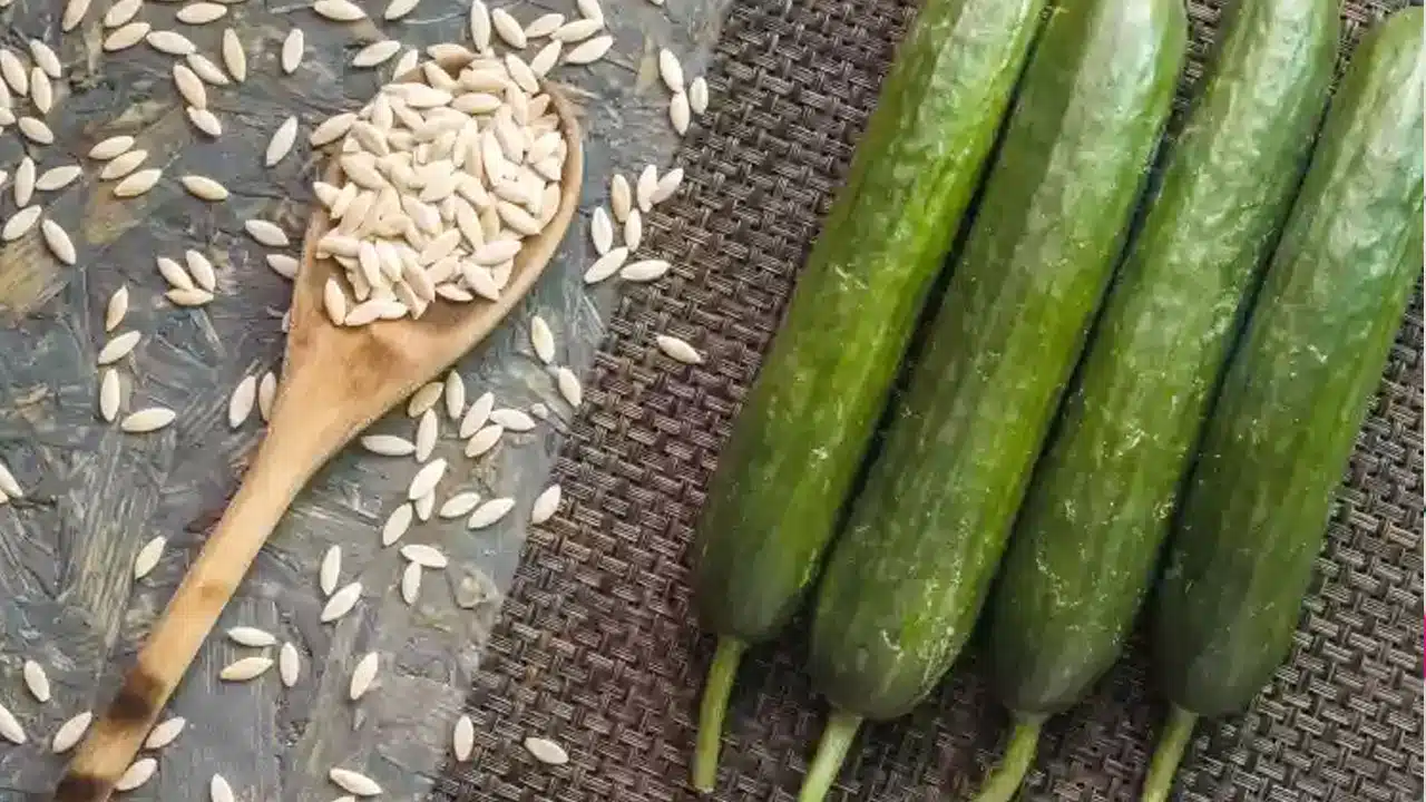 Cucumber Seeds : దోసకాయ గింజల లో ఎన్ని ఆరోగ్య ప్రయోజనాలో తెలుసా...!