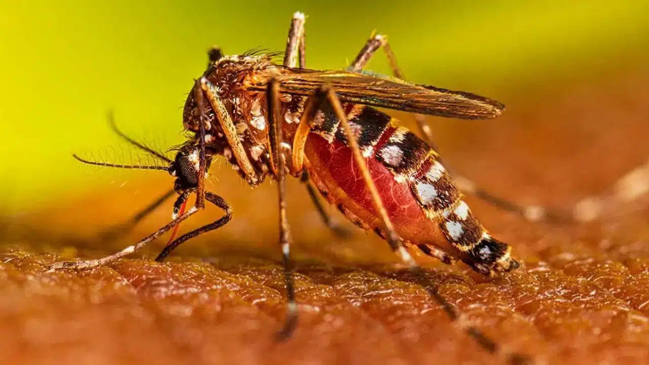 Dengue : వేగంగా విజృంభిస్తున్న డెంగ్యూ... ఈ లక్షణాలు కనిపిస్తే... వెంటనే అప్రమత్తం అవ్వండి...