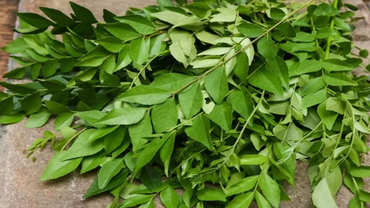 Curry Leaves : పరిగడుపున పచ్చి కరివేపాకును తీసుకుంటే ఎన్ని లాభాలో…!!