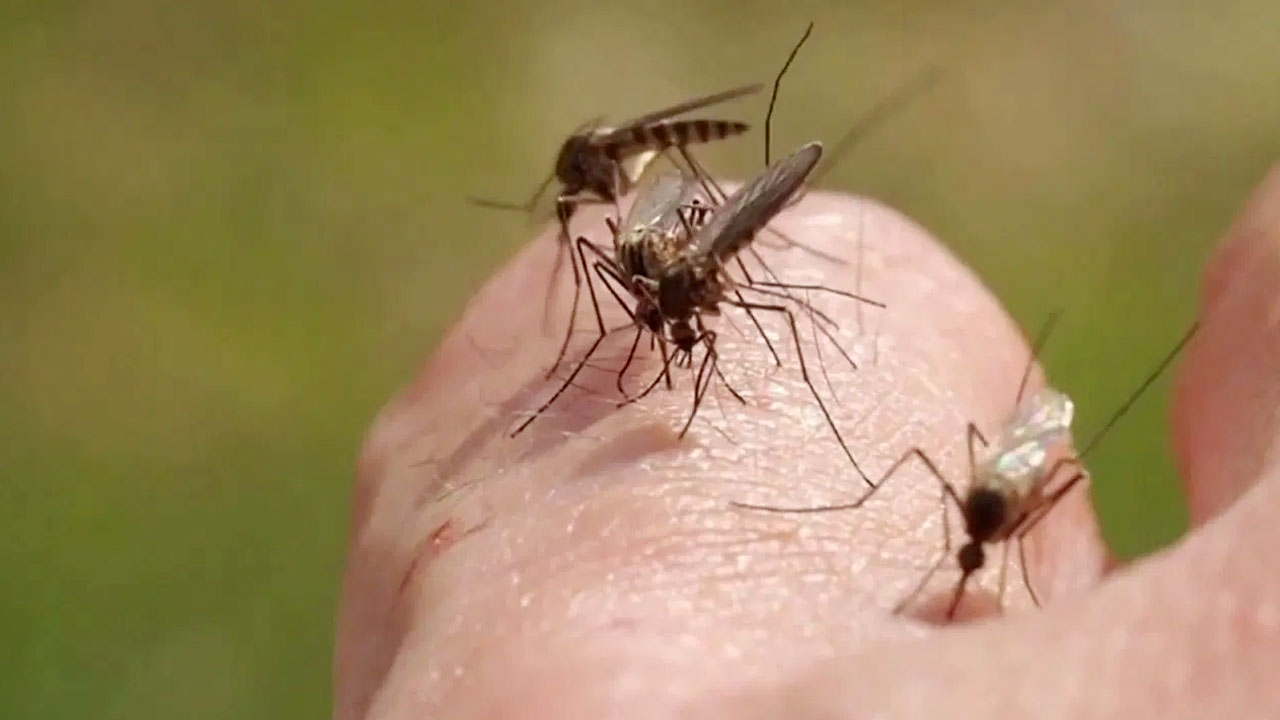 Mosquitoes : దోమలు కొందరిని మాత్రమే ఎక్కువగా కుట్టడానికి కారణాలు ఇవేనట…!