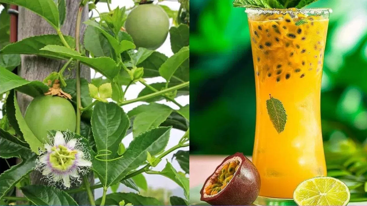 Passion Fruit : ఈ పండు యొక్క ప్రయోజనాలు తెలిస్తే… షాక్ అవుతారు…!