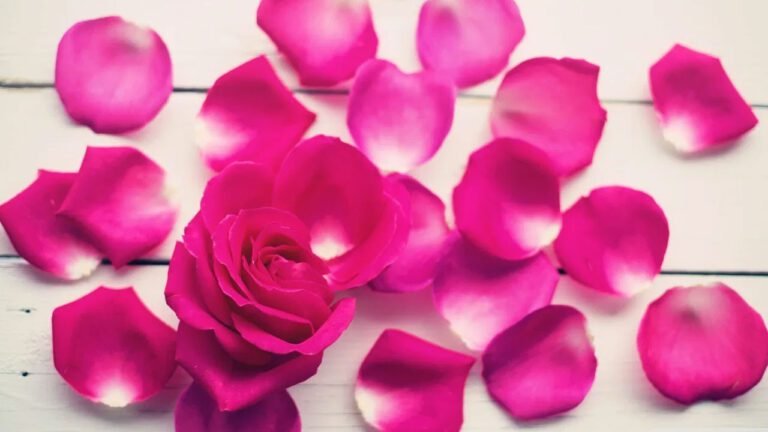 Rose Petals : గులాబీ రేకులతో అందం మాత్రమే కాదు… ఆరోగ్య ప్రయోజనాలు కూడా మెండు…!