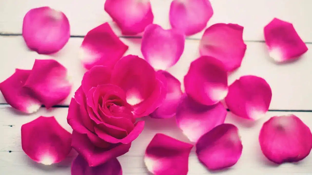 Rose Petals : గులాబీ రేకులతో అందం మాత్రమే కాదు... ఆరోగ్య ప్రయోజనాలు కూడా మెండు...!