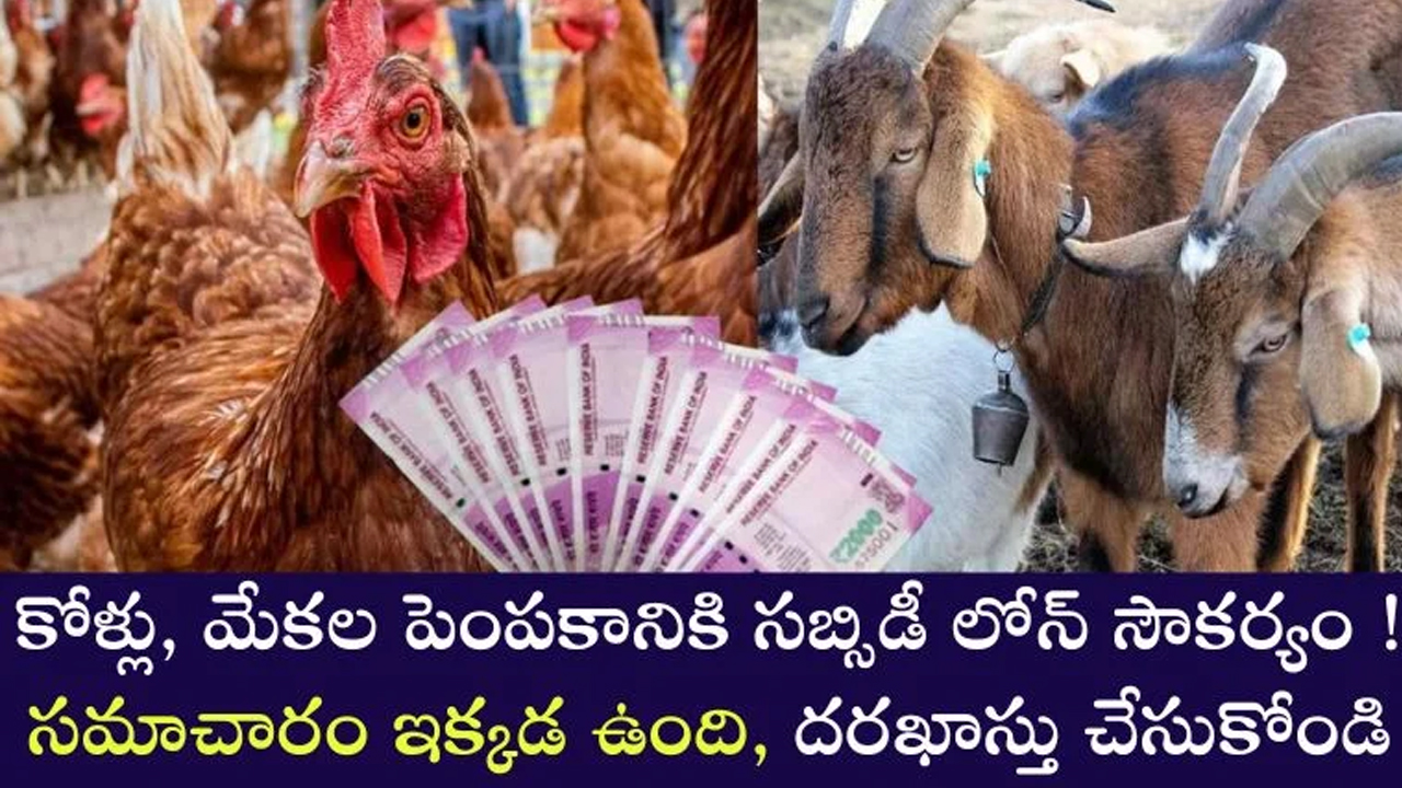 Subsidy : సబ్సీడీతో కోళ్లు మేకలు పెంచేందుకు లోన్.. పూర్తి సమాచారం తో పాటు దరఖాస్తు చేసుకోండి..!