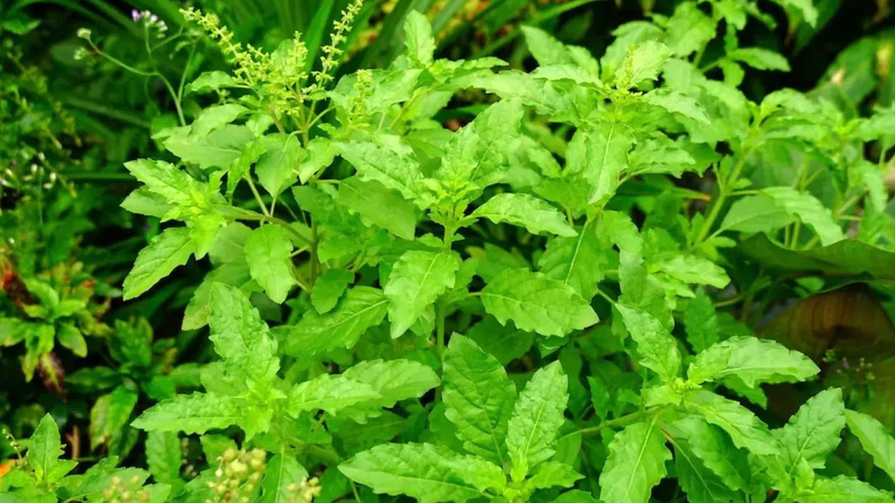 Tulsi Leaves : ఈ ఆకులను రోజుకు రెండు తింటే చాలు… శరీరంలో ఎలాంటి మార్పులు వస్తాయో తెలుసా…!