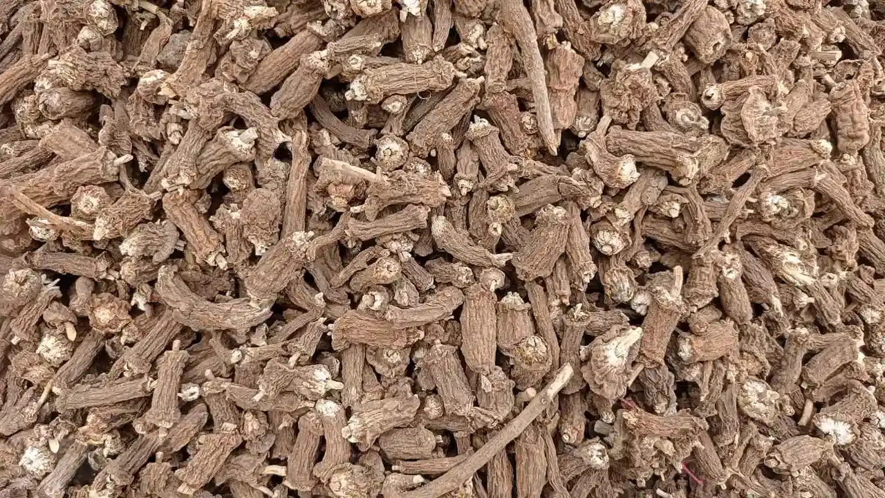 Health Benefits : సుగంధ పాల వేర్లు అనే పేరు ఎప్పుడైనా విన్నారా…దీనిలో ఉన్న ఆరోగ్య ప్రయోజనాలు తెలిస్తే… అస్సలు వదలరు…