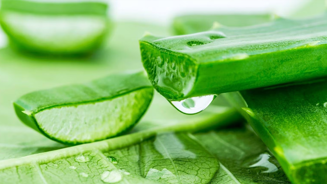 Aloe Vera : జుట్టు రాలే సమస్యకు… అలోవెరాతో ఈజీగా చెక్ పెట్టొచ్చు తెలుసా…!!