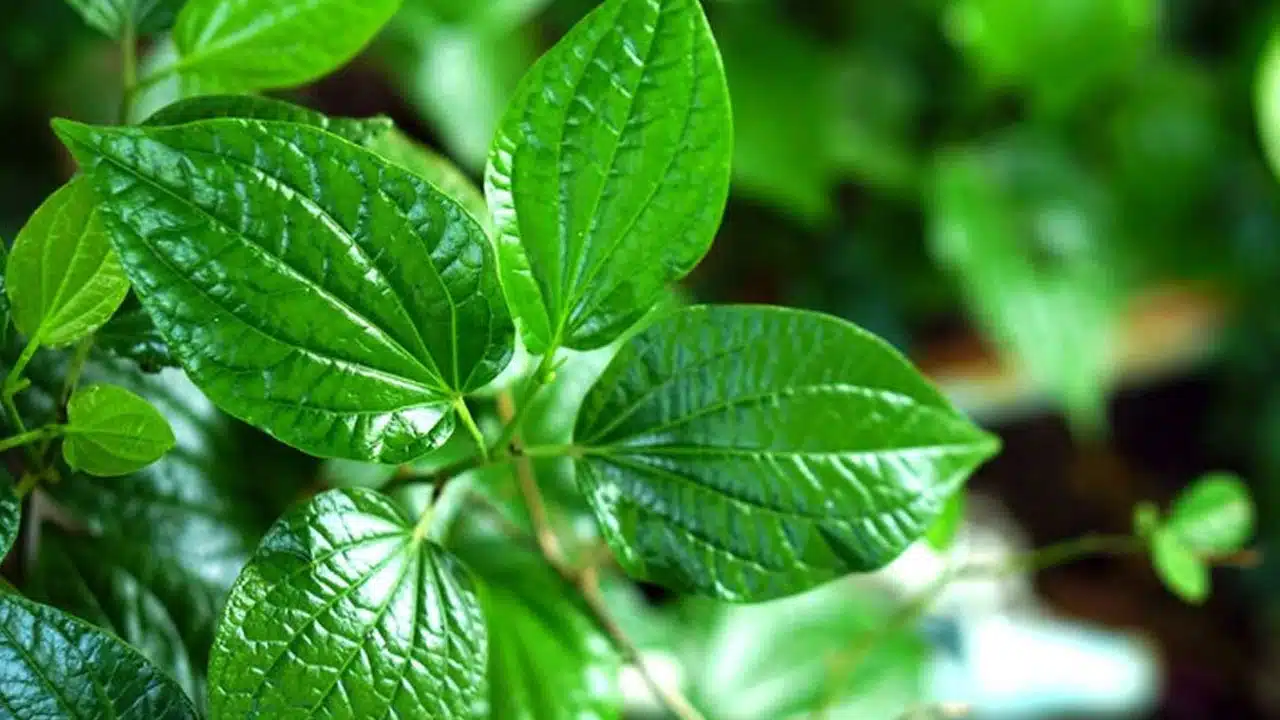 Betel Leaf : ఇంట్లో తమలపాకు మొక్కని పెంచుతున్నారా...అయితే ఈ వాస్తు నియమాలు తప్పక తెలుసుకోండి...