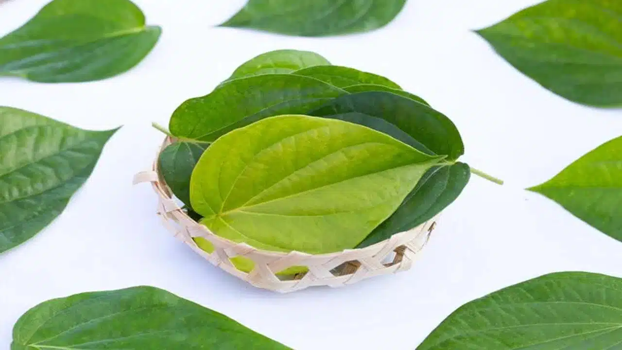 Betel Leaves : తమలపాకు లో ఉన్న ఆరోగ్య ప్రయోజనాలు తెలిస్తే... వెంటనే తినడం మొదలు పెడతారు...!!
