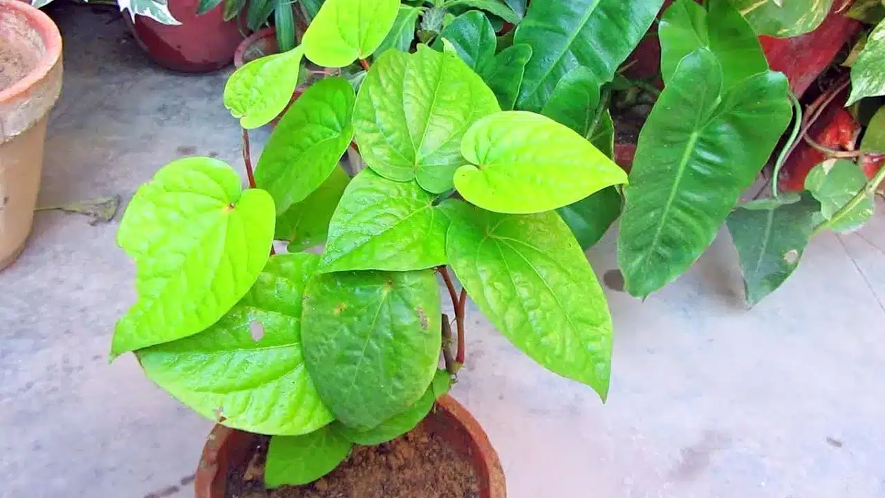 Betel Plant : తమలపాకు మొక్కని ఇంట్లో పెంచితే లాభాలేంటి... ఏ దిక్కులో పెంచాలి...!!