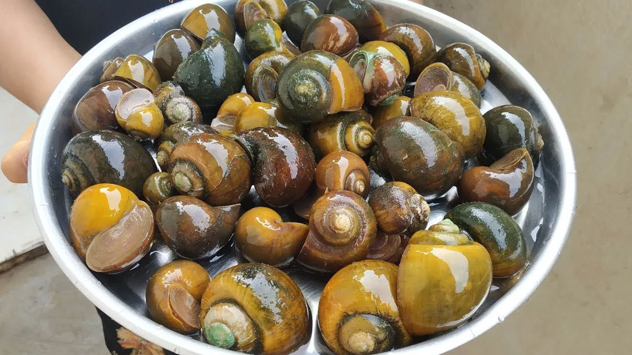 Eating Snails : నత్తలు తినడం వల్ల ఆరోగ్యానికి మేలు జరుగుతుందంటే నమ్ముతారా… కానీ ఇది నిజం… ఎలాగో తెలుసుకోండి…!