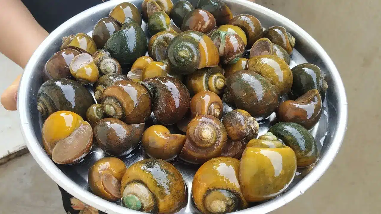 Eating Snails : నత్తలు తినడం వల్ల ఆరోగ్యానికి మేలు జరుగుతుందంటే నమ్ముతారా... కానీ ఇది నిజం... ఎలాగో తెలుసుకోండి...!