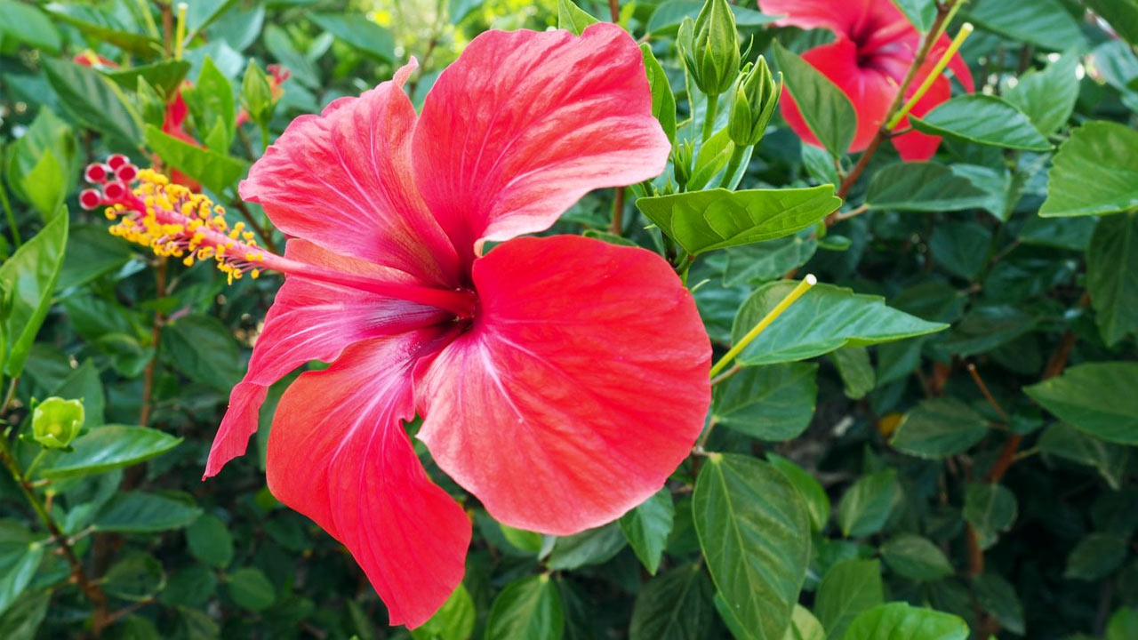 Hibiscus Flower : జుట్టు ఎక్కువగా ఊడిపోతుందా… మందార పువ్వులను ఇలా వాడండి…!