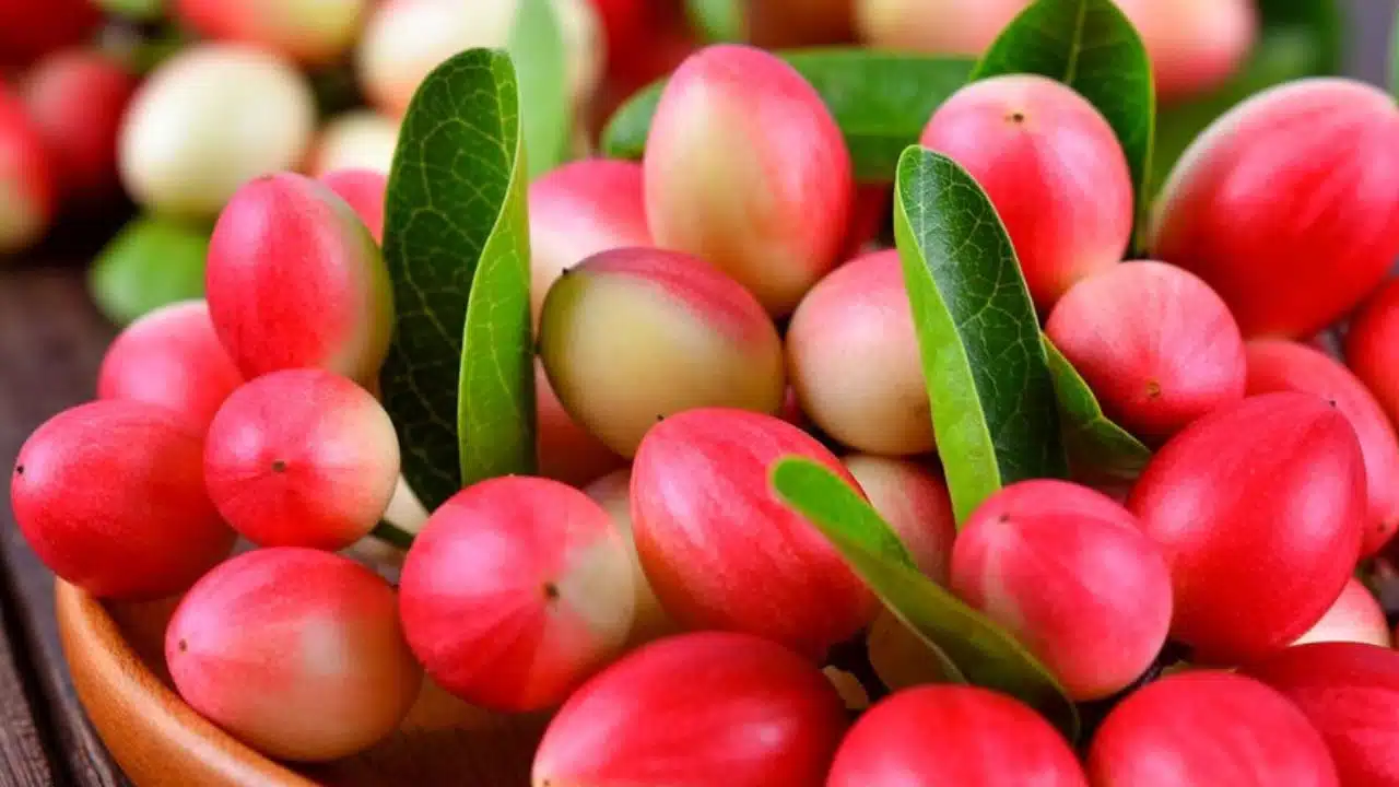 Karonda Fruit : కరోండ పండ్ల గురించి ఎప్పుడైనా విన్నారా... రోజుకు ఒకటి తింటే చాలు... ఎన్నో ఆరోగ్య ప్రయోజనాలు...!!