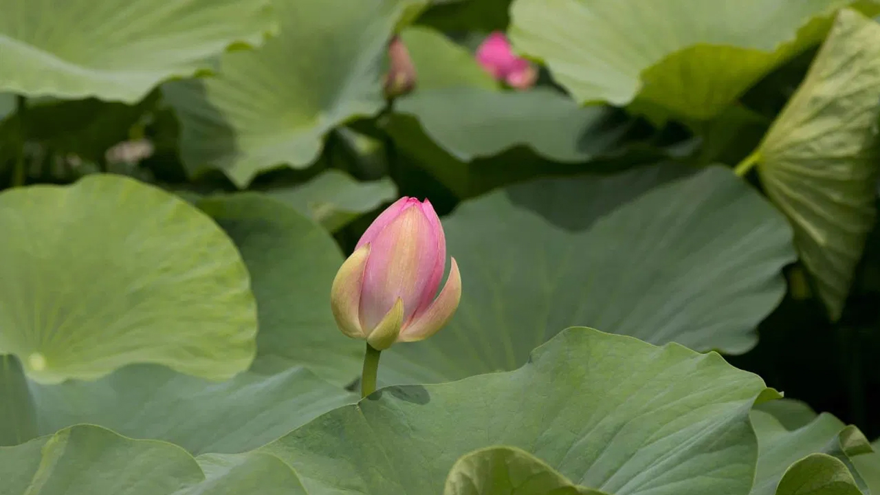 Lotus Leaf Tea : ఈ ఆకులతో టీ చేసుకుని తాగడం వల్ల కలిగే ఆరోగ్య ప్రయోజనాలు ఏమిటో తెలుసా…!!