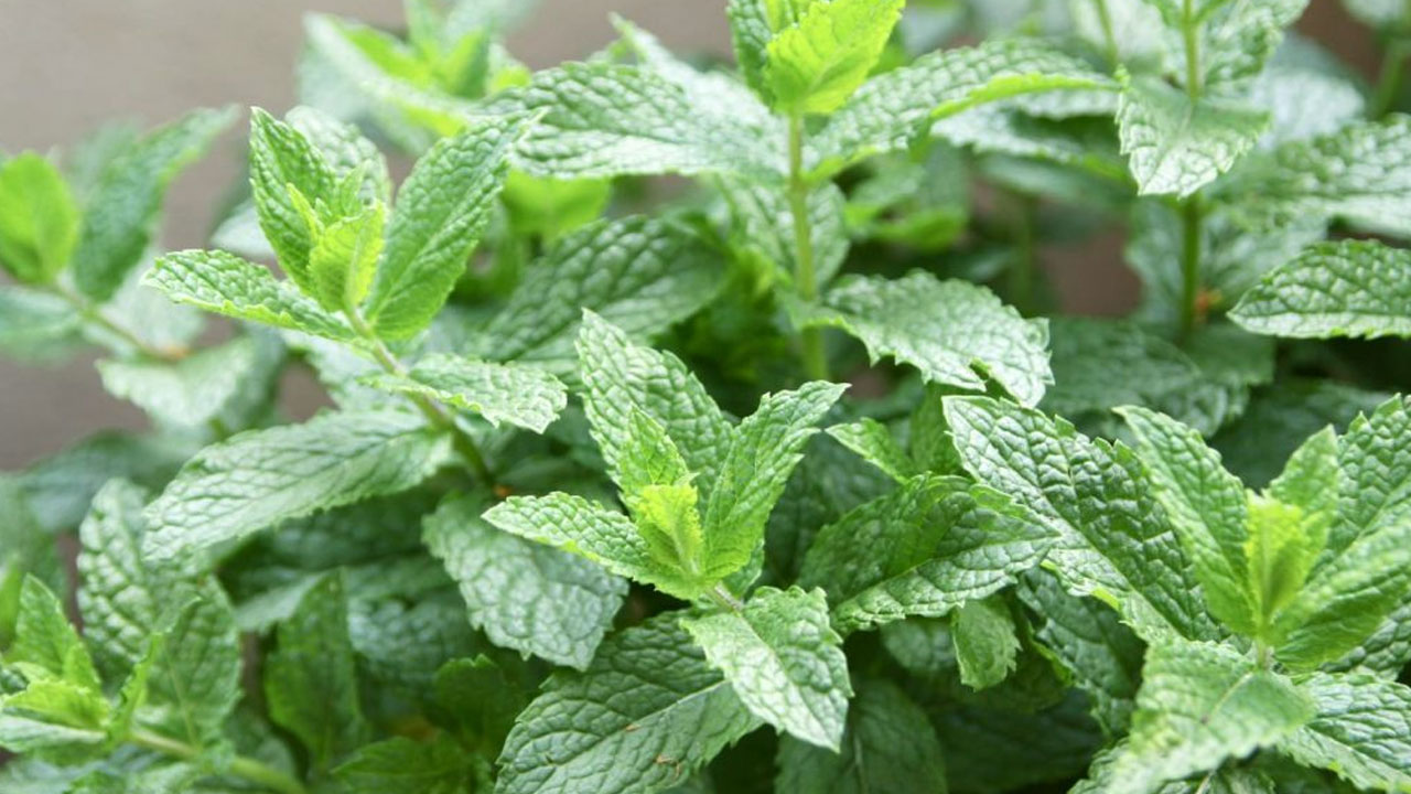 Mint leaves : ప్రతిరోజు ఈ ఆకులను నాలుగు తింటే చాలు… ఈ సమస్యలన్నీ మాటుమాయం…!