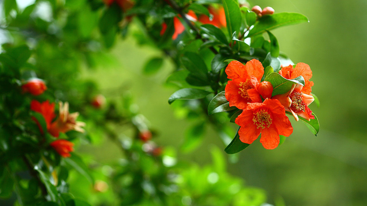 Pomegranate Flowers : దానిమ్మ పండే కాదు… పువ్వుతో చూర్ణం చేసుకొని తీసుకుంటే… ఎన్నో ఆరోగ్య ప్రయోజనాలో తెలుసా…!!