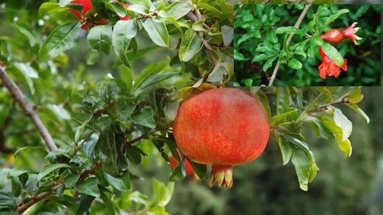 Pomegranate Leaves : దానిమ్మ పండు లో మాత్రమే కాదు… వాటి ఆకులో ఉన్న ఆరోగ్య ప్రయోజనాలు తెలుసా…!