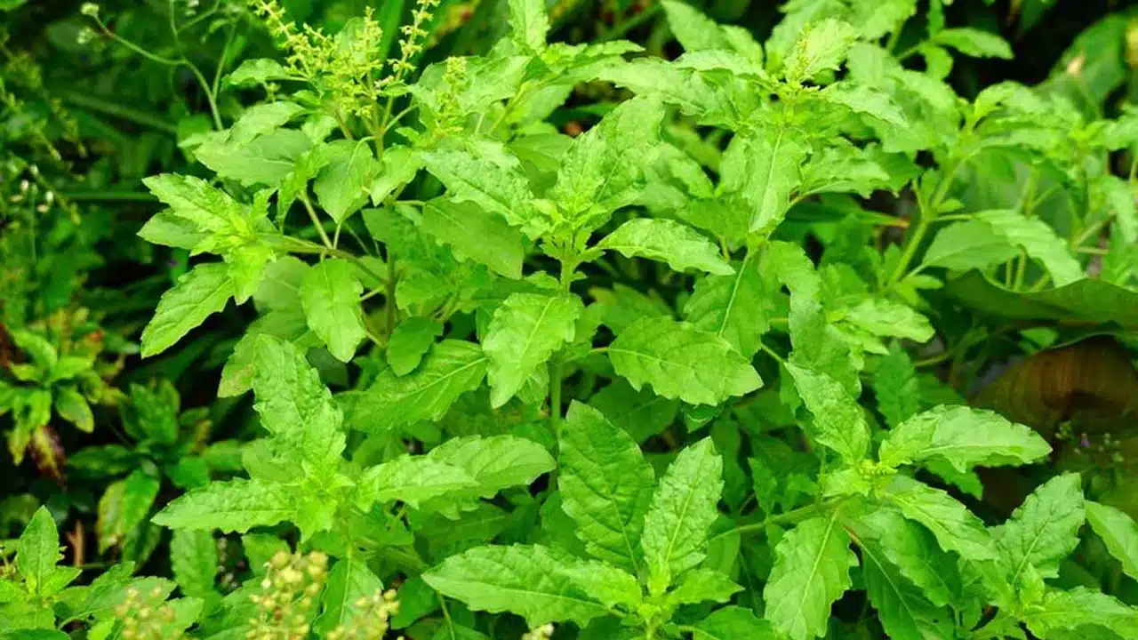 Tulsi Leaves : రోజు ఉదయాన్నే నాలుగు తులసి ఆకులను తీసుకుంటే... ఎన్ని ఆరోగ్య ప్రయోజనాలో...!