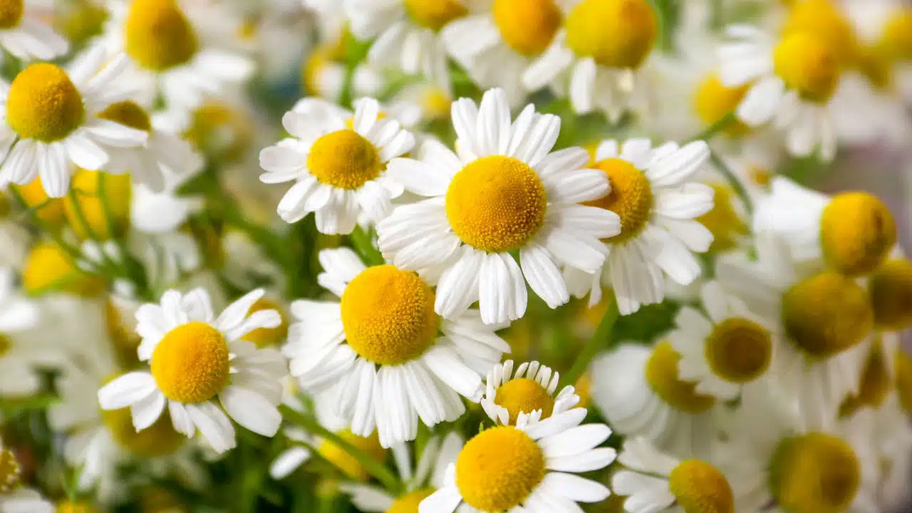 Chamomile Flowers : చామంతి పులతో పూజలు మాత్రమే కాదు... అందం, ఆరోగ్యం కూడా పెంచుకోవచ్చు... ఎలాగంటే...!