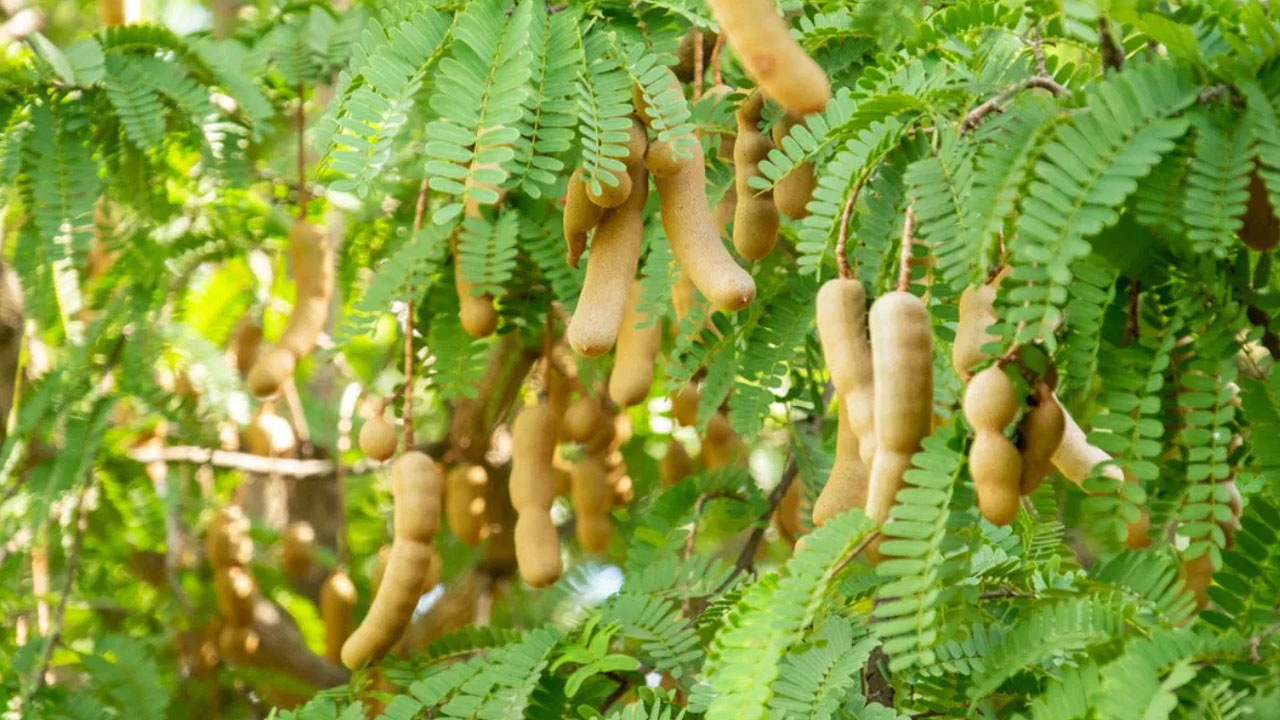 Tamarind Tree : చింత చెట్టు ఆకులతో కూడా జుట్టు సమస్యలను తగ్గించవచ్చు… ఎలాగంటే…?