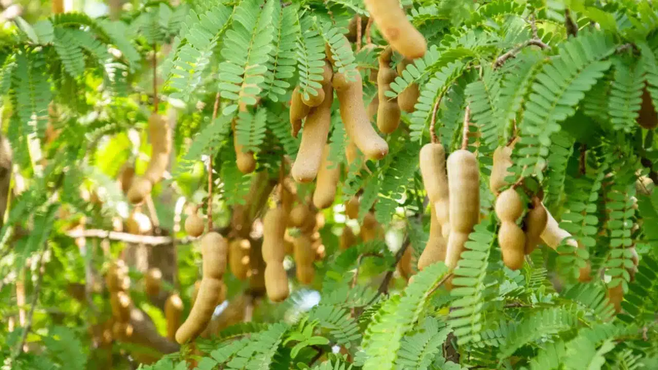 Tamarind Tree : చింత చెట్టు ఆకులతో కూడా జుట్టు సమస్యలను తగ్గించవచ్చు... ఎలాగంటే...?