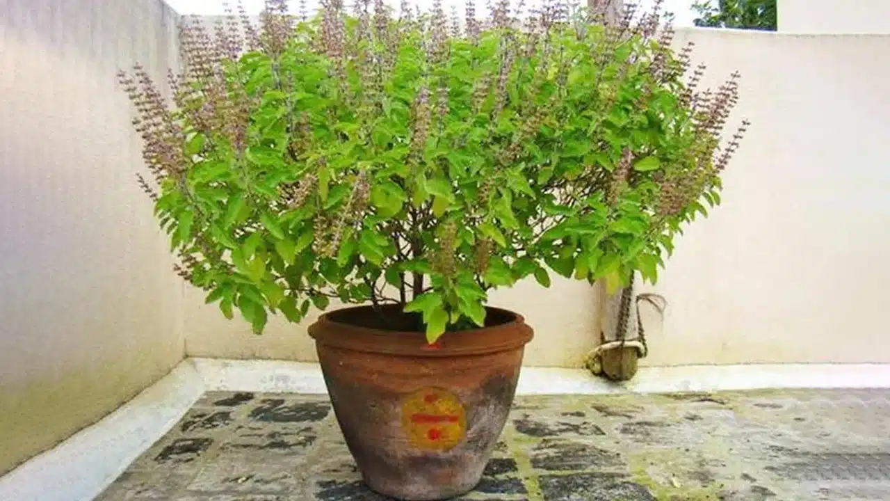 Tulasi Plant : ఇంట్లో తులసి మొక్కను పెంచుతున్నారా... అయితే పొరపాటున కూడా ఈ తప్పులు చేయకండి...!