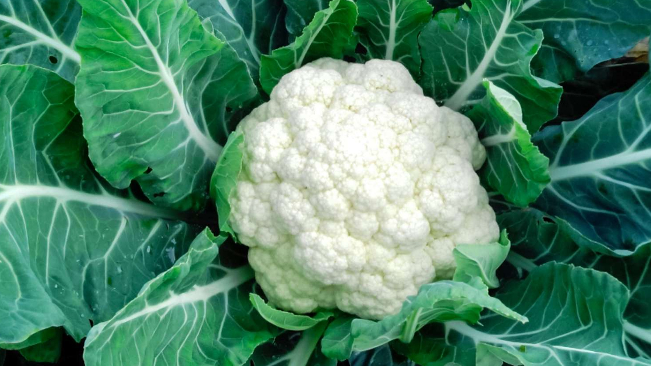 Cauliflower : సంపూర్ణ ఆరోగ్యం పొందాలంటే… మీ ఆహారంలో కాలీఫ్లవర్ ను చేర్చుకోవాలి…!