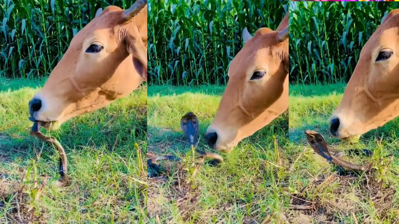 Cow Cobra Snake : ఆవు, పాము దోస్తీ దోస్తీ... ప‌డ‌గ‌ని నాలుక‌తో నాకిన గోమాత‌..!