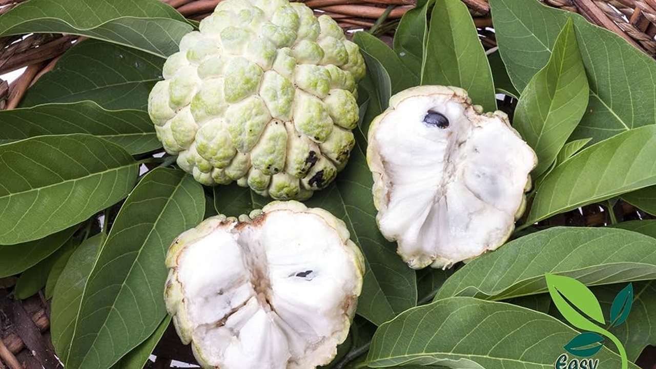 Custard Apple Seeds : సీతాఫలం గింజలలో ఉన్న ఆరోగ్య ప్రయోజనాలు తెలిస్తే… ఆశ్చర్యపోతారు…!!