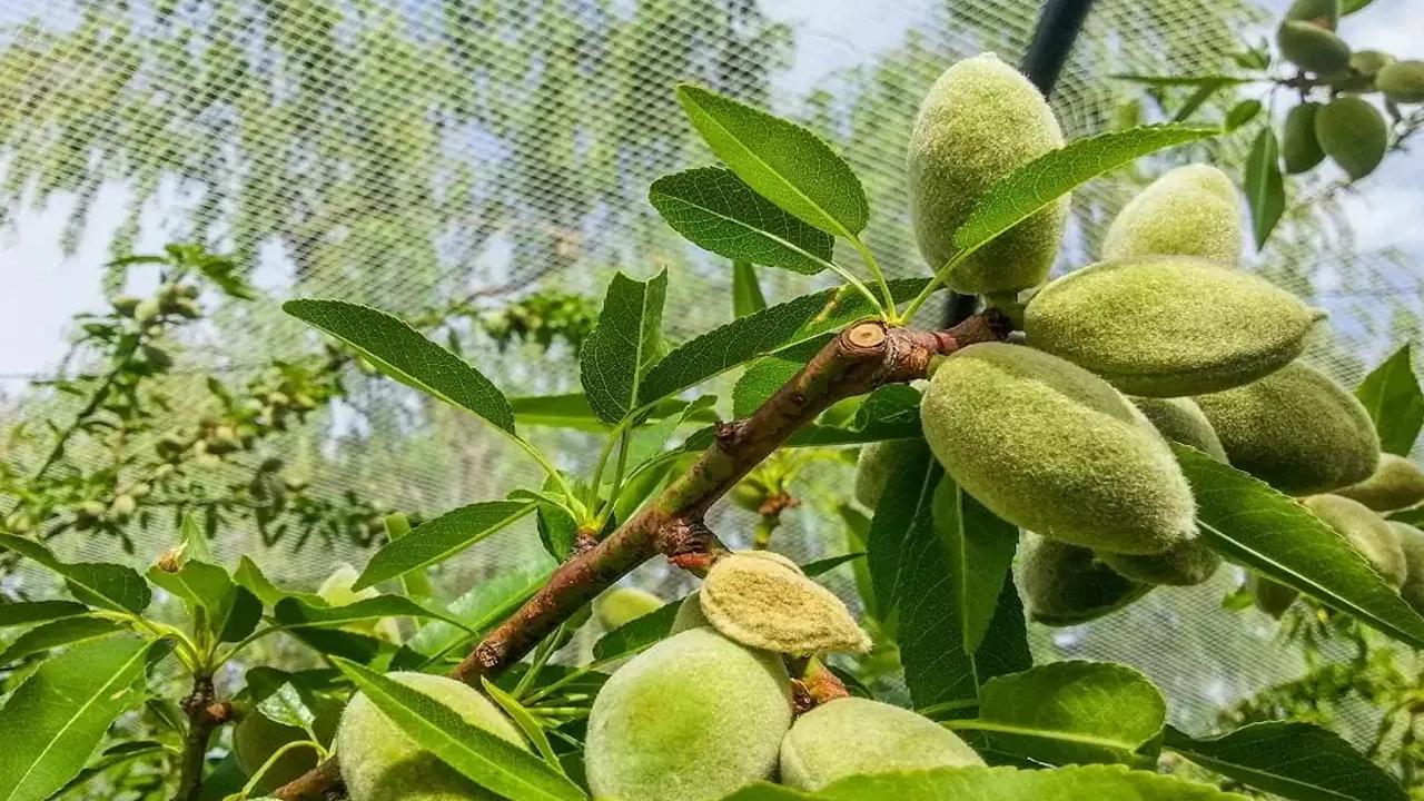 Dry Fruits : మీ డైలీ రొటీన్ లో వీటిని భాగం చేసుకుంటే చాలు… నమ్మలేని లాభాలు మీ సొంతం…!!