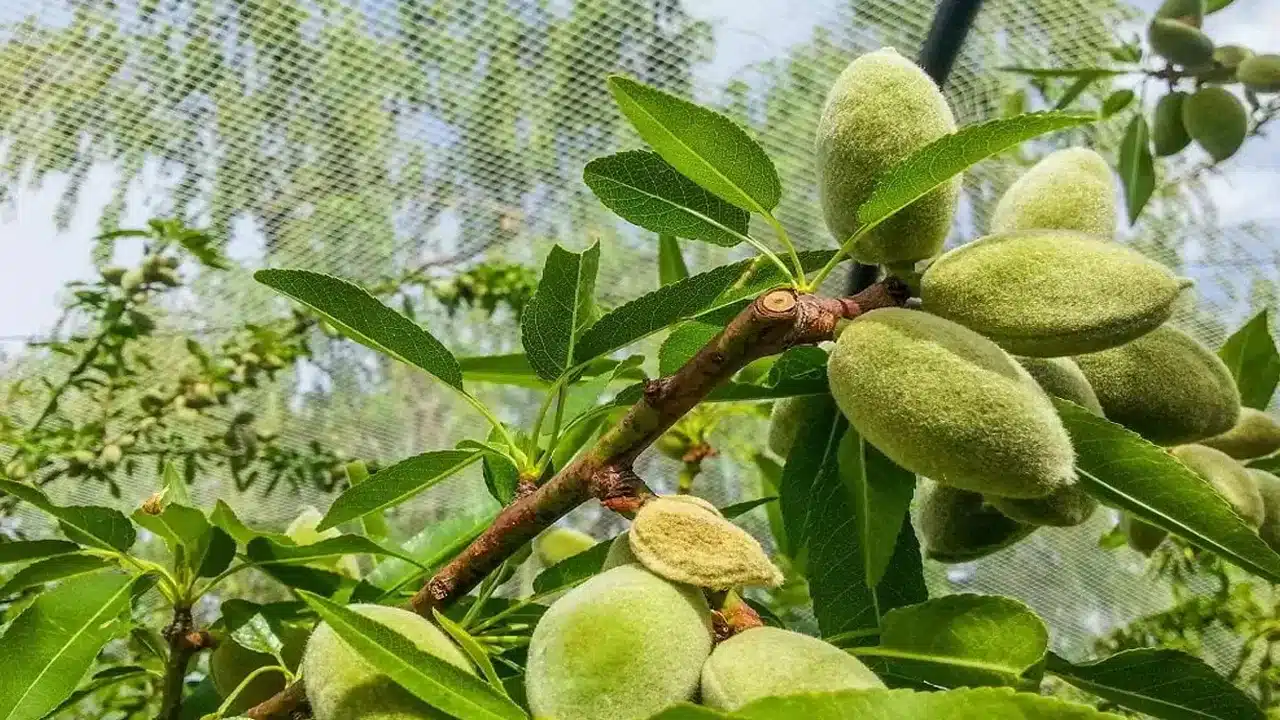 Dry Fruits : మీ డైలీ రొటీన్ లో వీటిని భాగం చేసుకుంటే చాలు... నమ్మలేని లాభాలు మీ సొంతం...!!