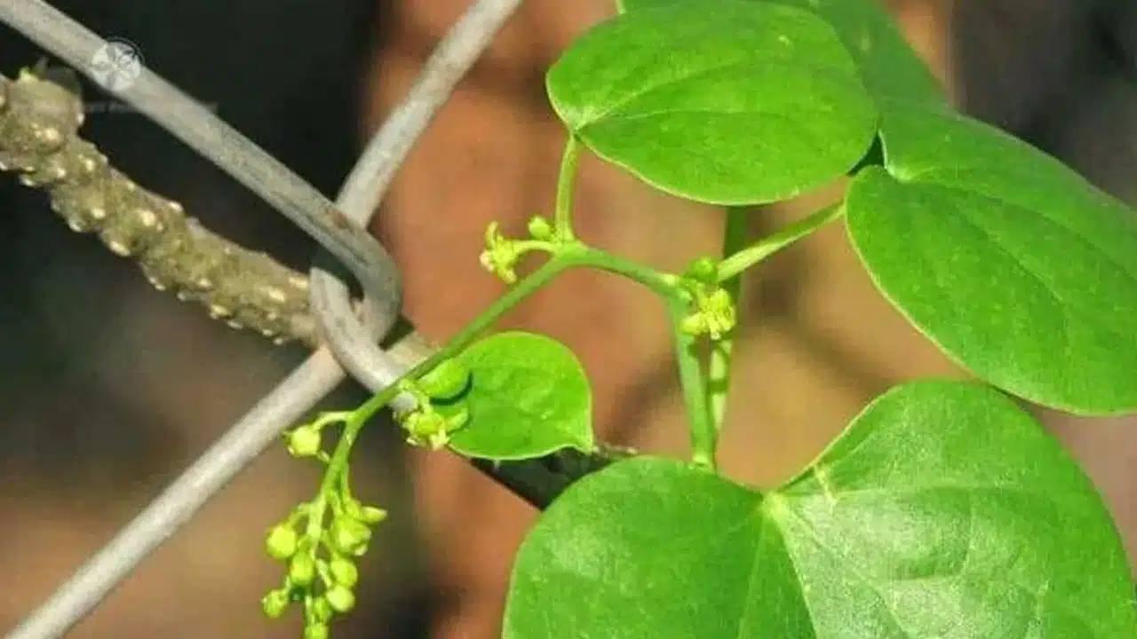 Giloy Leaves : ఈ మొక్క ఆరోగ్యానికి దివ్య ఔషధం... ప్రయోజనాలు తెలిస్తే... ఎక్కడున్నా ఇంటికి తెచ్చుకుంటారు...??