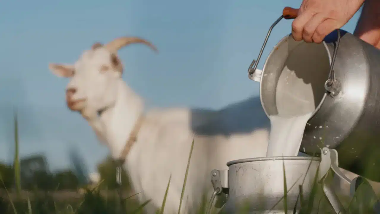 Goat Milk : మేకపాలతో డెంగ్యూను నివారించవచ్చా... నిపుణులు ఏమంటున్నారంటే...??