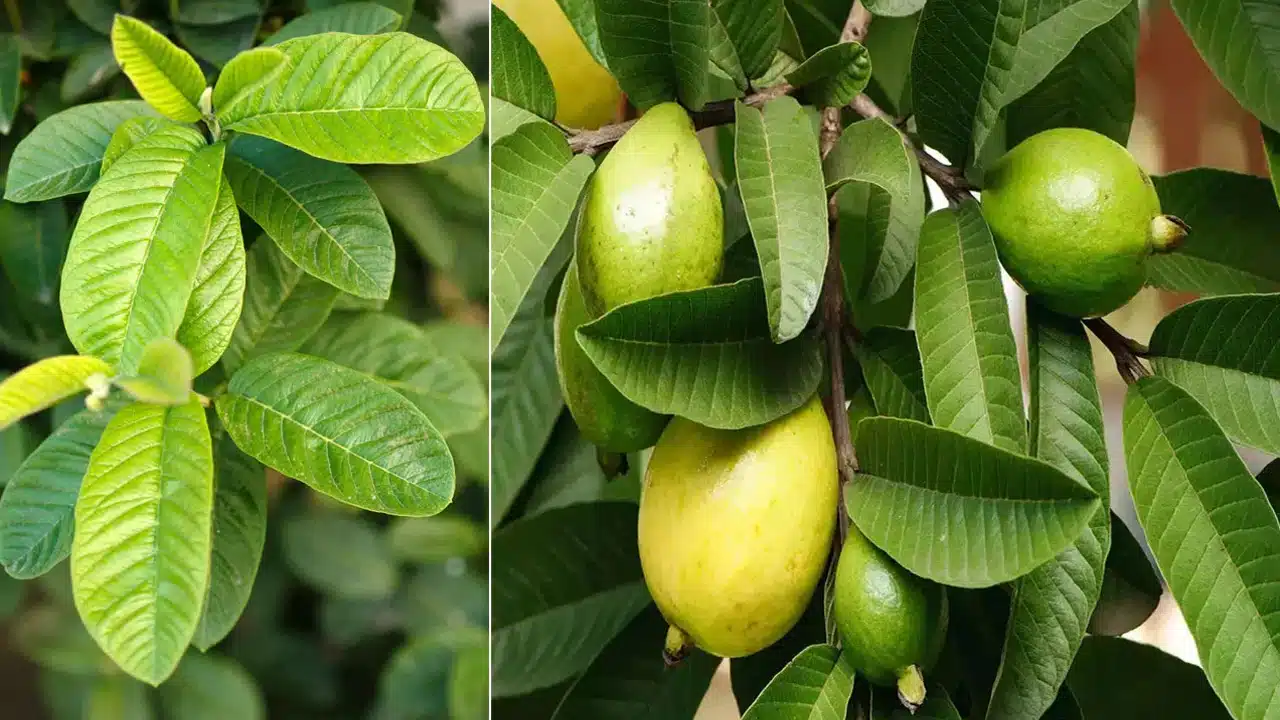 Guava Leaves : ఈ ఆకులు డయాబెటిస్ తో పాటు ఈ సమస్యలకు దివ్య ఔషధం...!!
