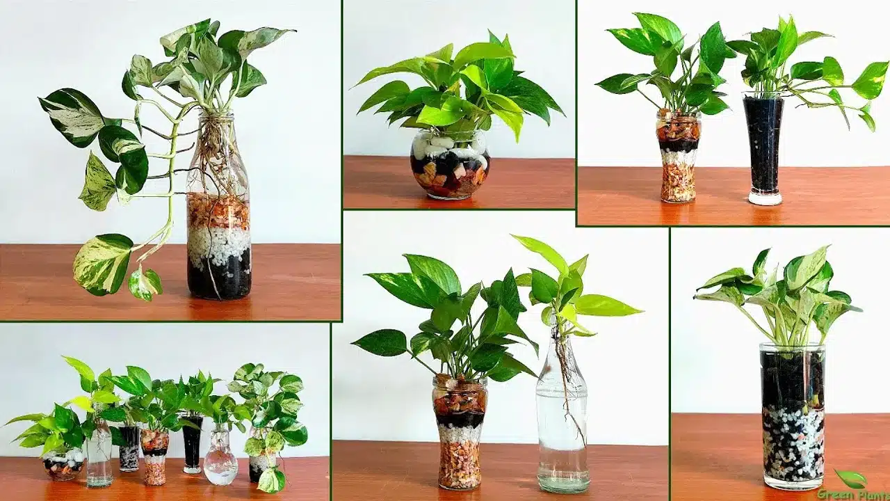 Money Plant : మనీ ప్లాంట్ మొక్క వేపుగా పెరగాలంటే... ఇలా చేయండి...??