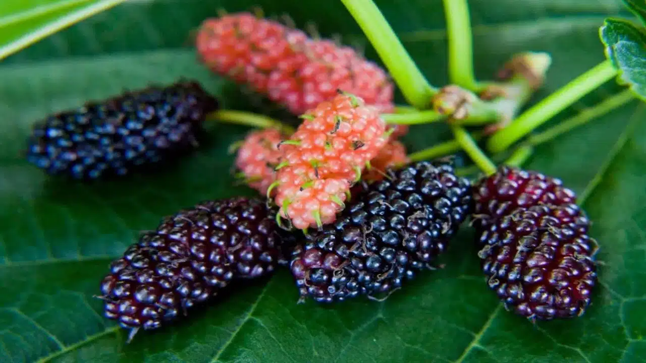 Mulberry Fruit : మల్బరీ పండ్ల లో ఉన్న ఆరోగ్య ప్రయోజనాలు తెలిస్తే... అస్సలు వదలరు...!