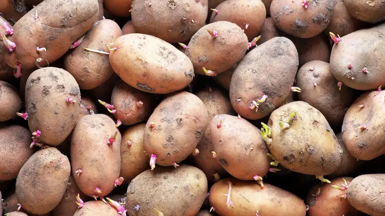 Sprouted Potatoes : మొలకెత్తిన బంగాళదుంపలు తింటే ఎంత ప్రమాదమో తెలుసా...??