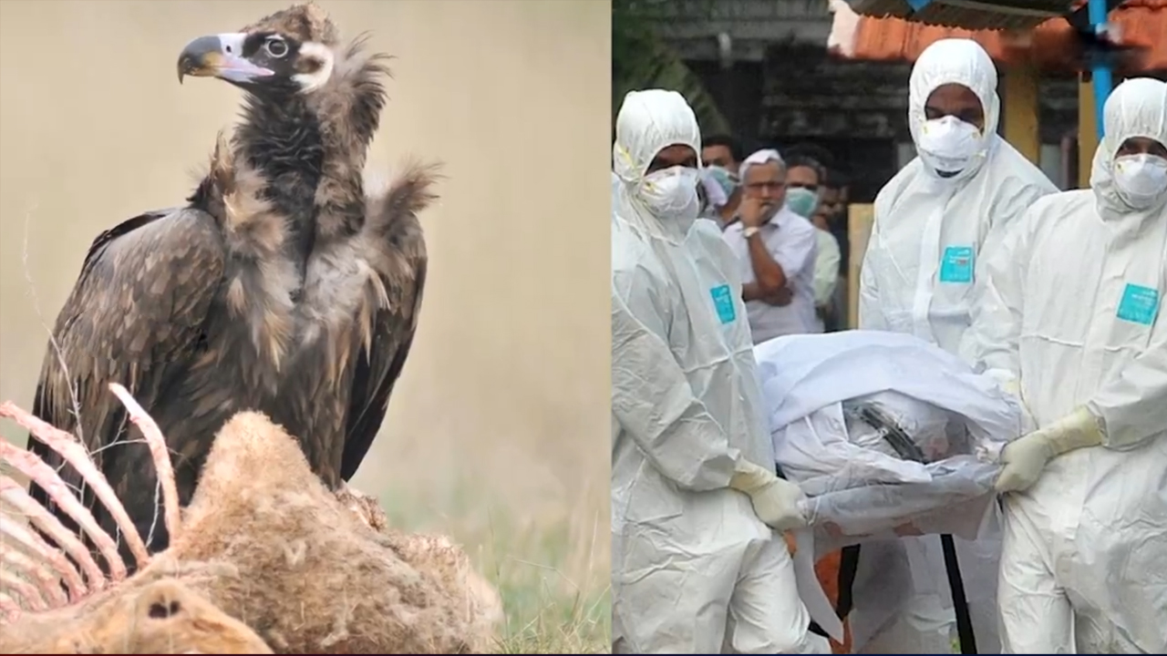 Valchar : దారుణంగా ప‌డిపోయిన రాంబ‌దుల సంఖ్య‌.. పెరుగుతున్న మాన‌వ మ‌ర‌ణాలు..!