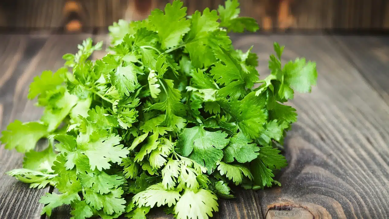 Coriander Leaves : ఆకులే కదా అని తీసిపారేయకండి... ఈ మూడు సమస్యల కు దివ్య ఔషధం...!!