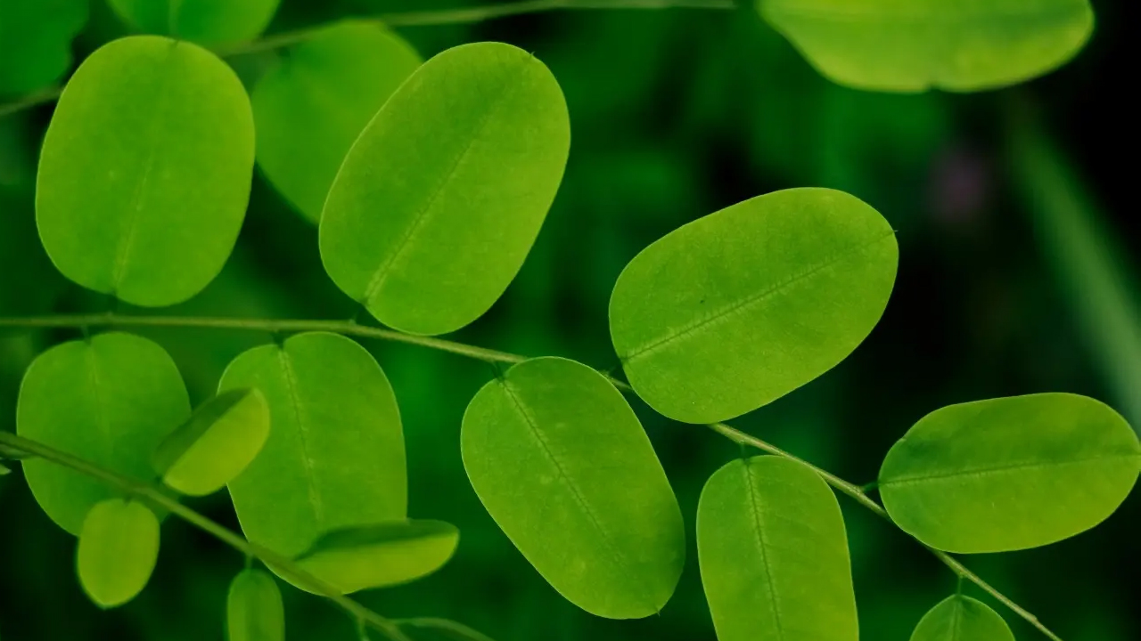 Moringa Leaves : ఇవి కేవలం ఆకులే అనుకుంటే పొరపడినట్లే… 300 రకాల వ్యాధులకు అద్భుత సంజీవని…!