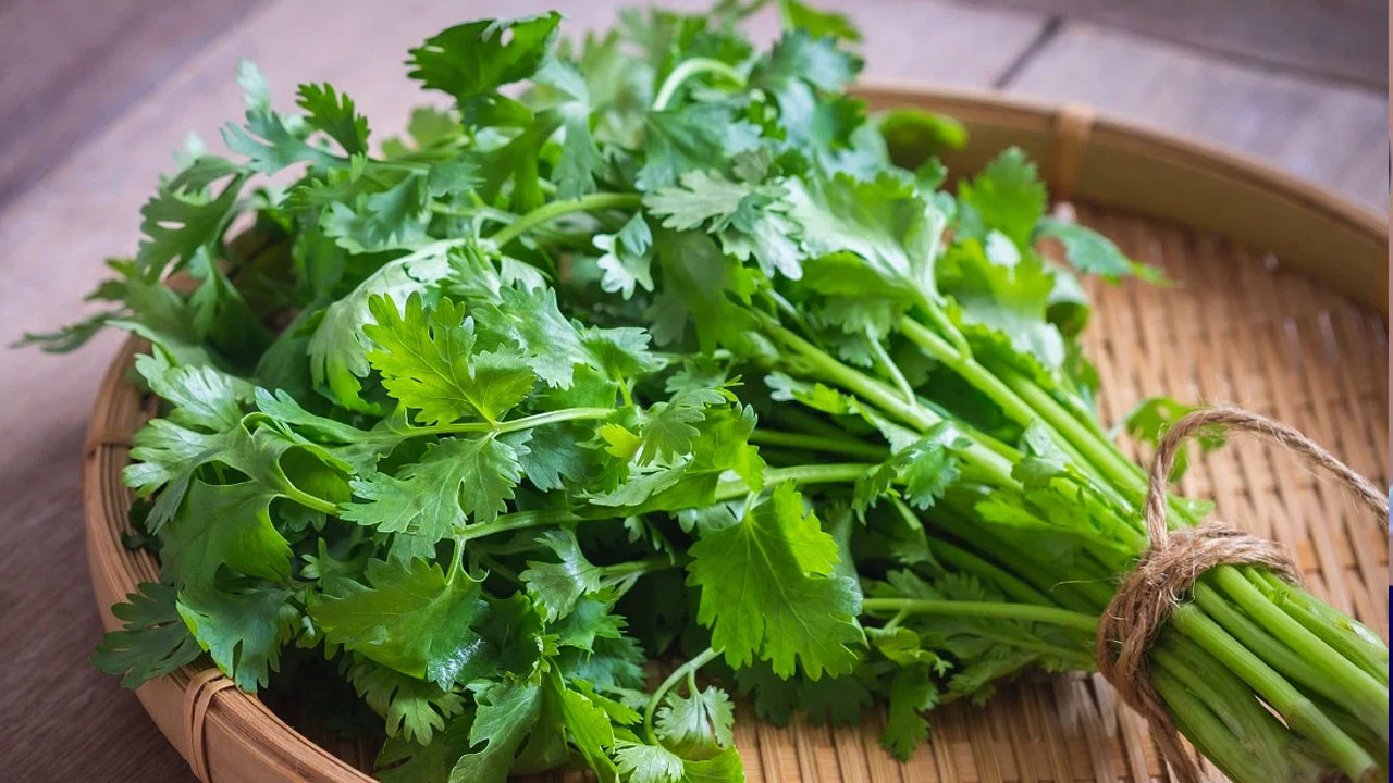 Coriander Leaves : కొత్తిమీరతో కొన్ని రకాల సమస్యలను ఈజీగా తగ్గించుకోవచ్చు… అవి ఏమిటంటే…??