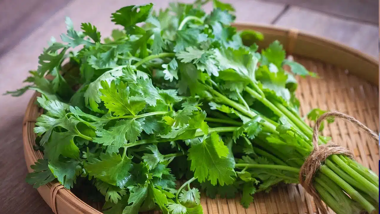 Coriander Leaves : కొత్తిమీరతో కొన్ని రకాల సమస్యలను ఈజీగా తగ్గించుకోవచ్చు... అవి ఏమిటంటే...??