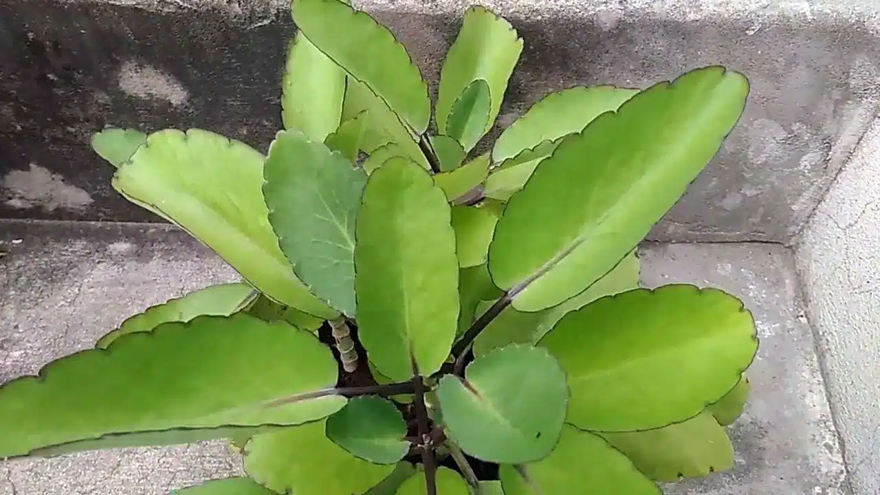 Ranapala Leaves : ఇది ఒక ఔషధ మొక్క... ప్రతిరోజు రెండు ఆకులు తీసుకుంటే చాలు... ఈ సమస్యలన్నీ మటుమాయం...??