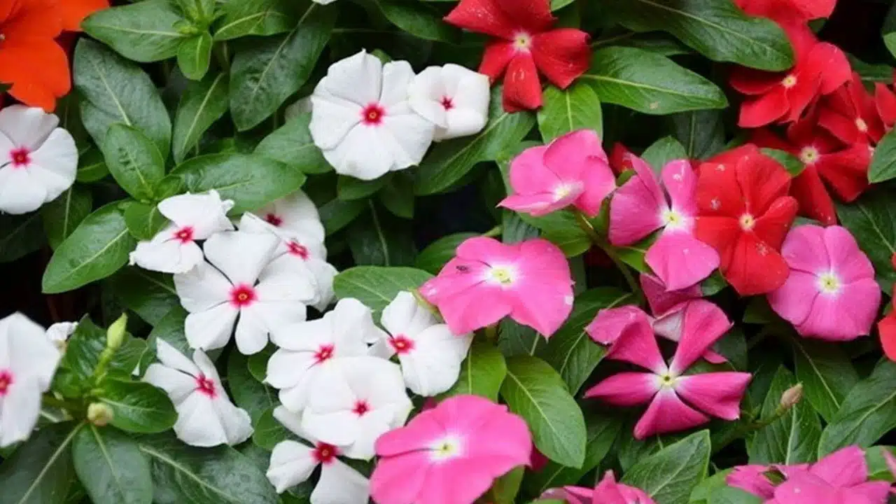 Sadabahar Flowers : ఇవి పిచ్చి మొక్కలు అనుకుంటే పొరపాటే... చర్మ సమస్యలకు దివ్య ఔషధం...??